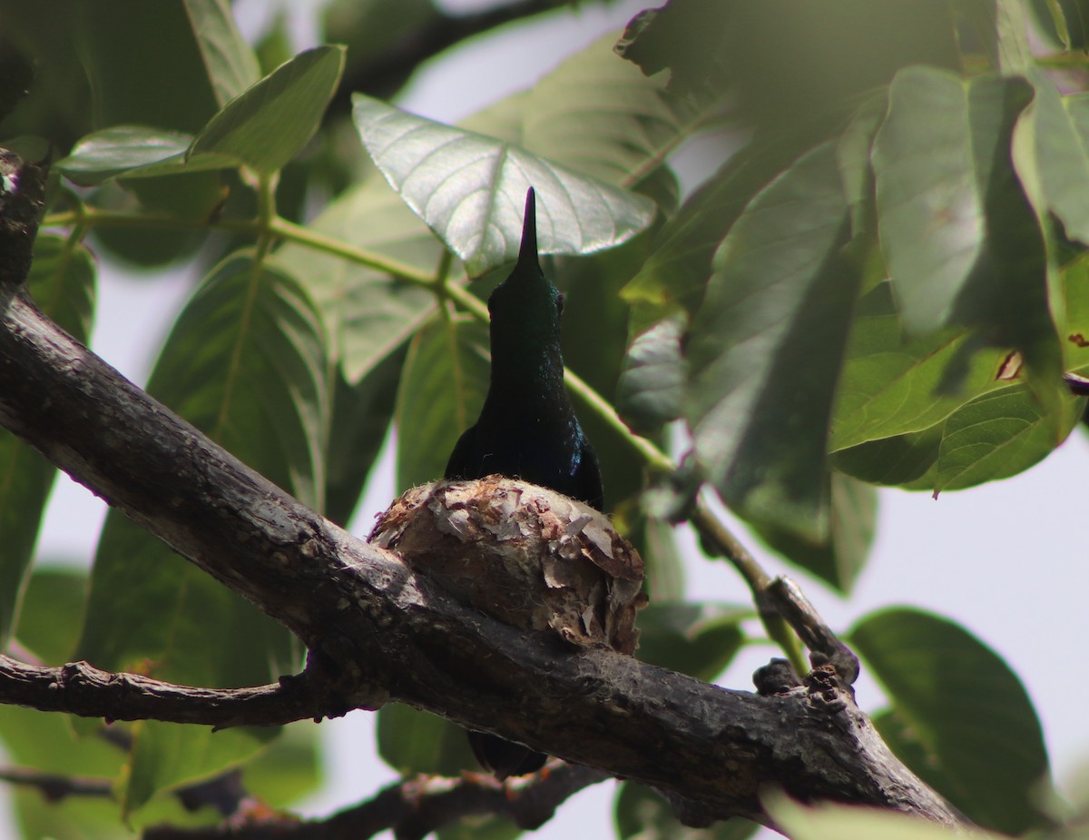 kolibřík hedvábný - ML619157650
