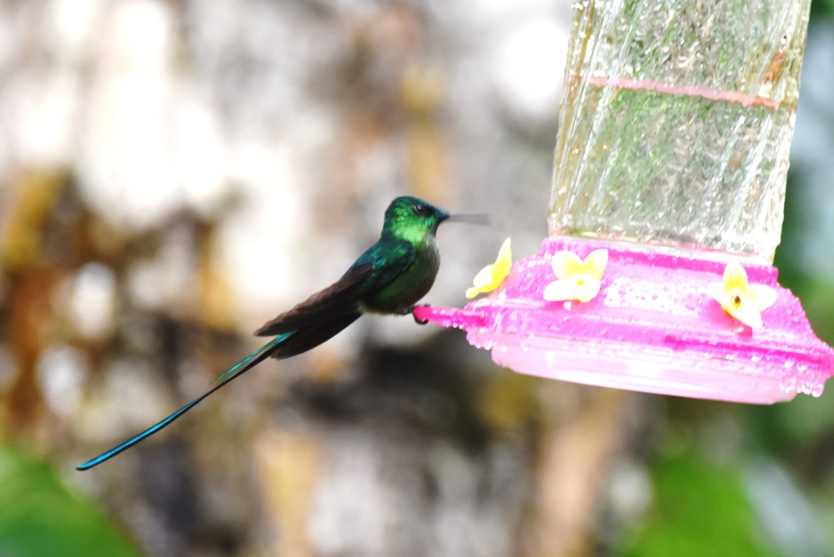 Long-tailed Sylph - ML619157656