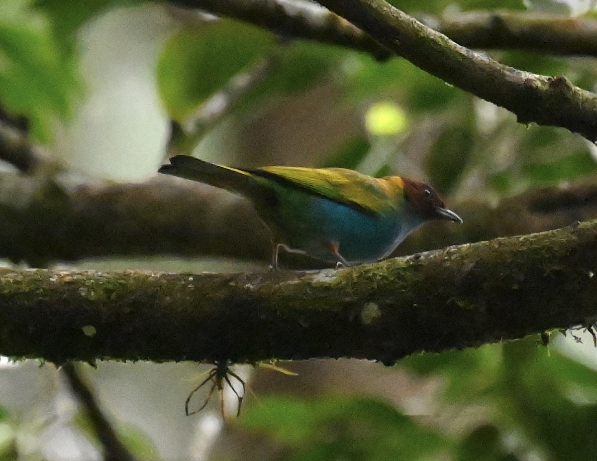 Bay-headed Tanager - ML619157663