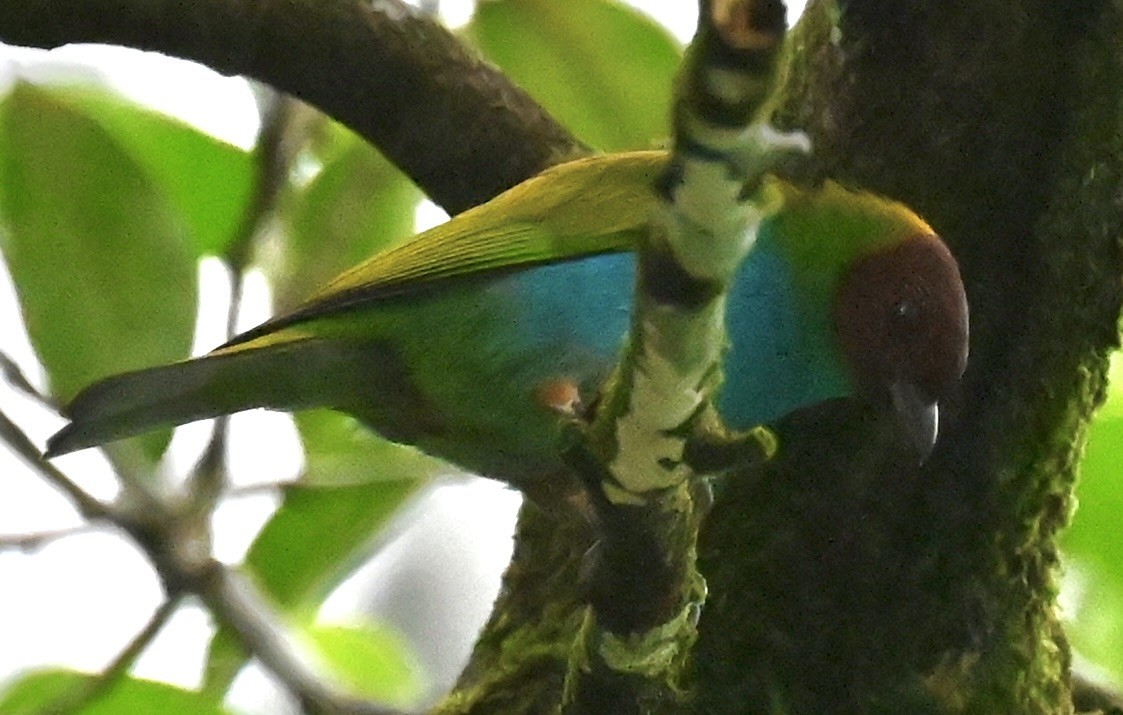 Bay-headed Tanager - ML619157666
