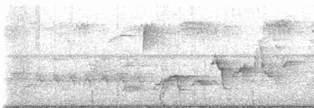 Дрізд-короткодзьоб Cвенсона - ML619157667