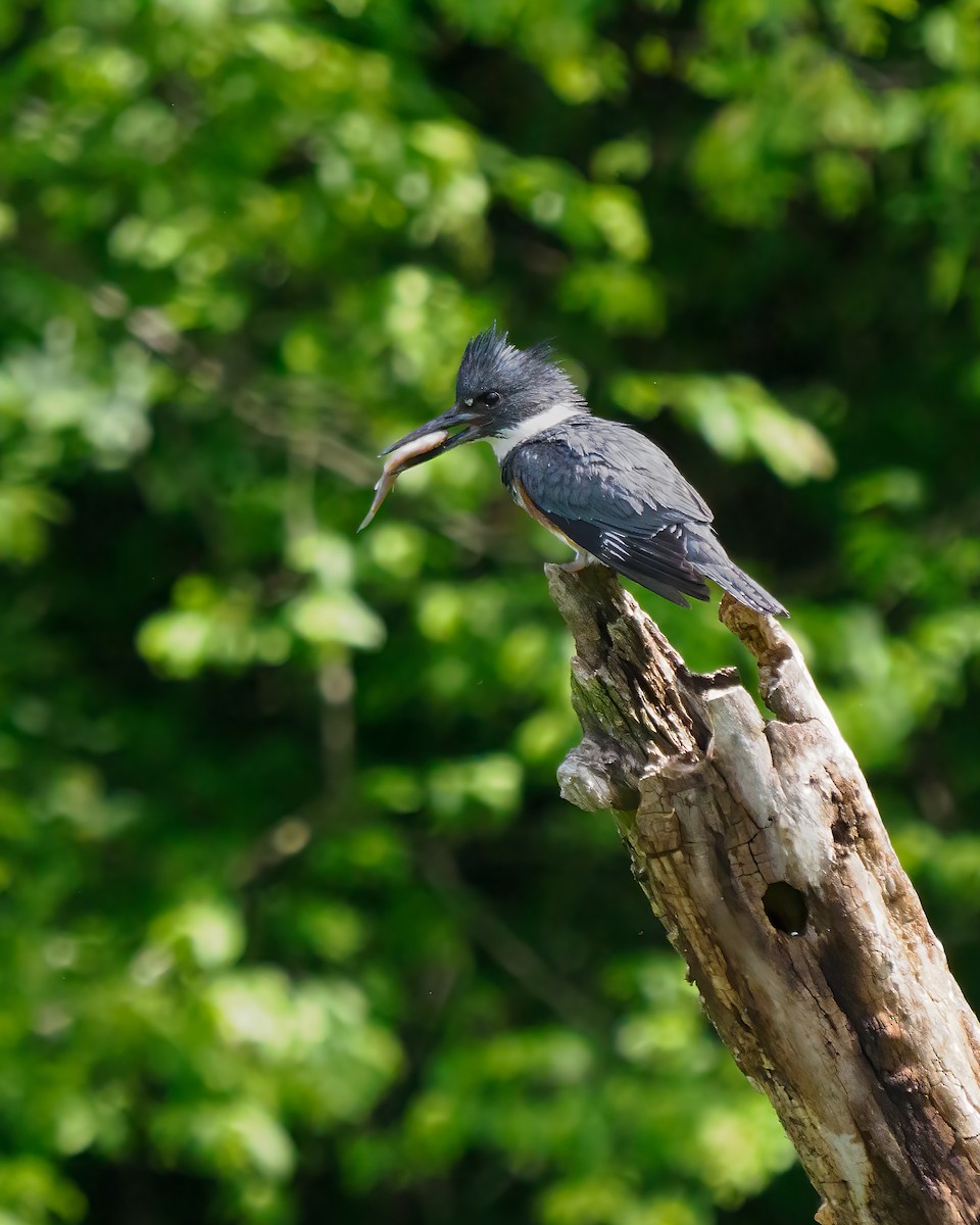 Belted Kingfisher - ML619157668