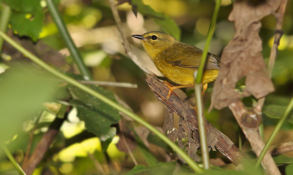Two-banded Warbler - ML619157685