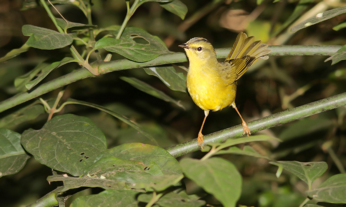 Two-banded Warbler - ML619157687