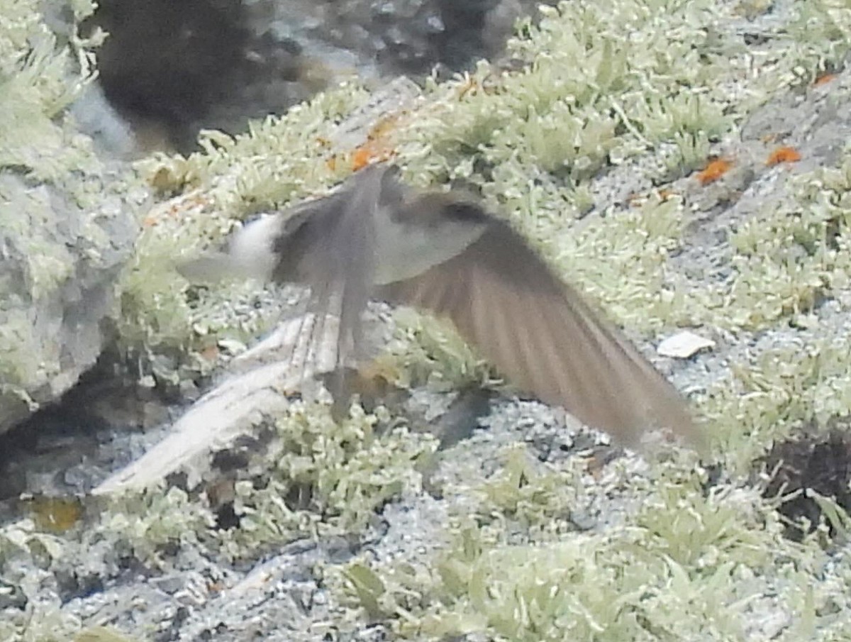 White-throated Swift - ML619157709