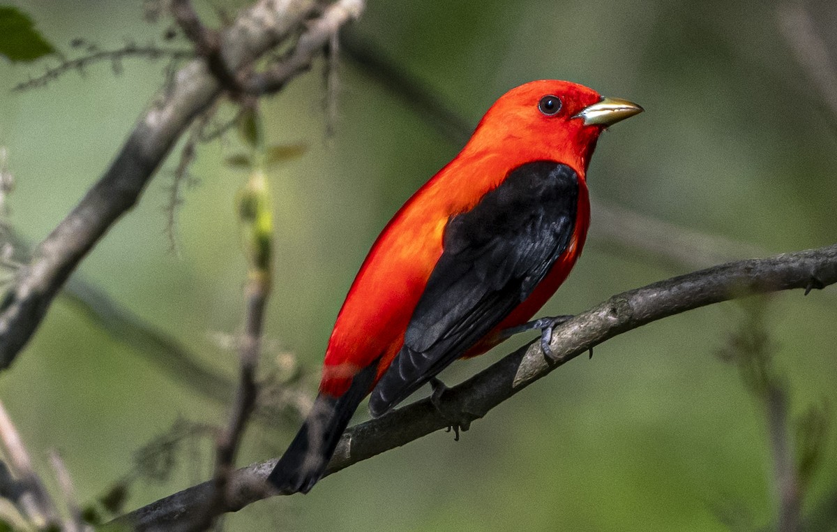 Scarlet Tanager - ML619157735