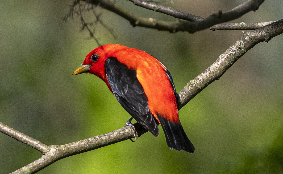 Scarlet Tanager - ML619157736