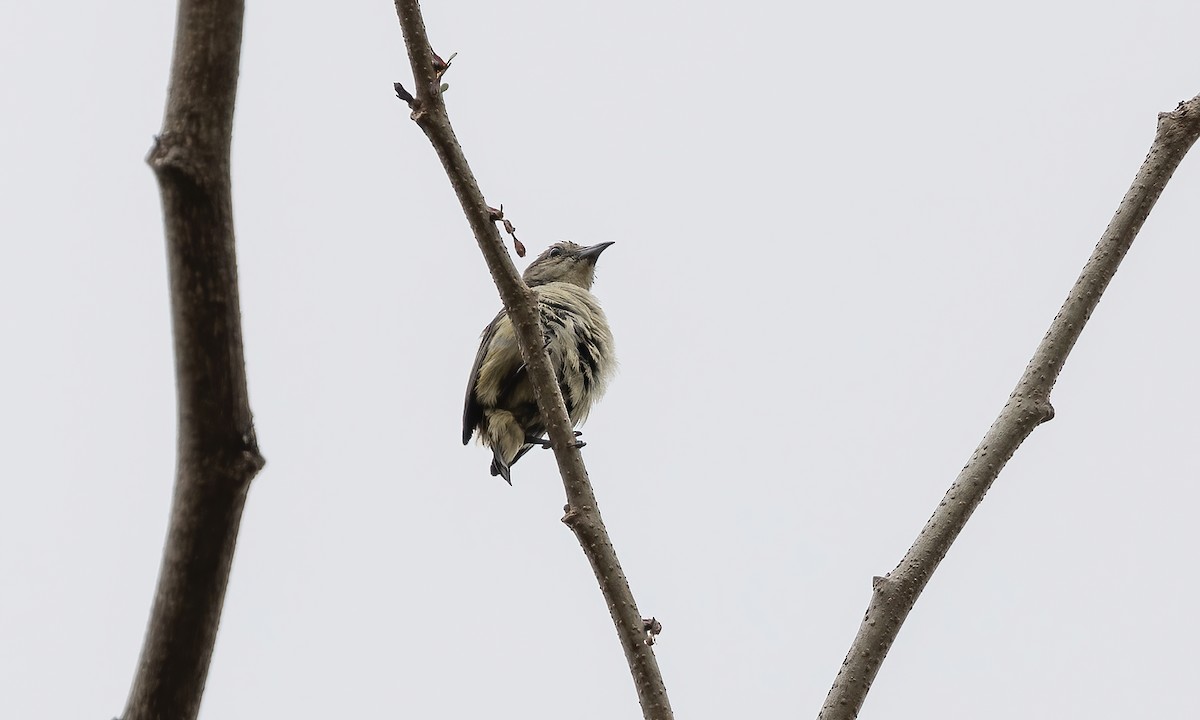 Pygmy Flowerpecker - ML619157776