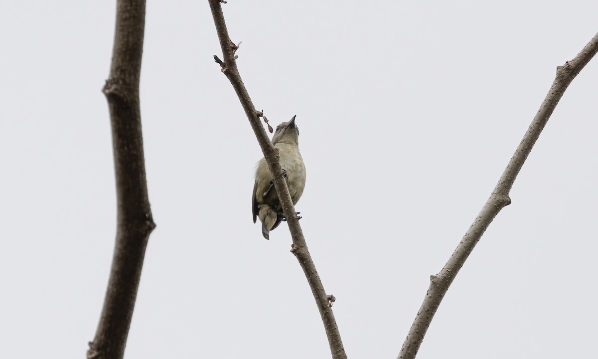 Pygmy Flowerpecker - ML619157779