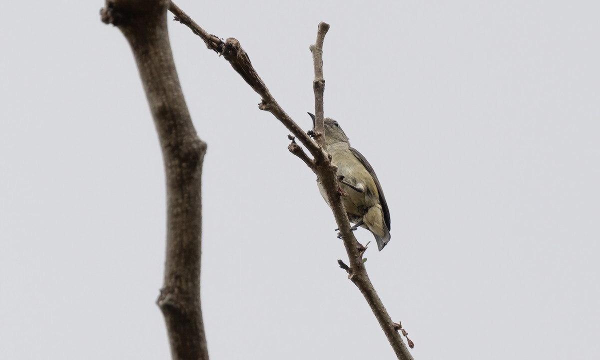 Pygmy Flowerpecker - ML619157780