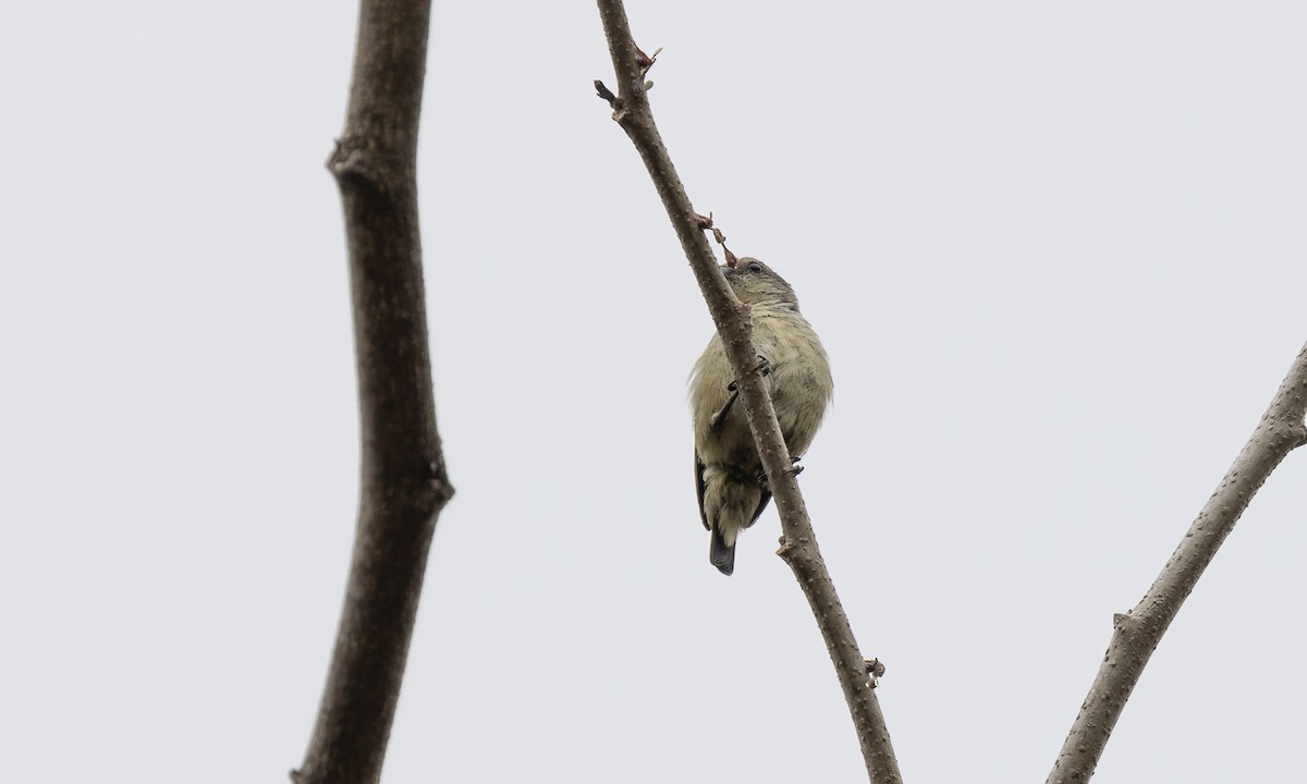 Pygmy Flowerpecker - ML619157781