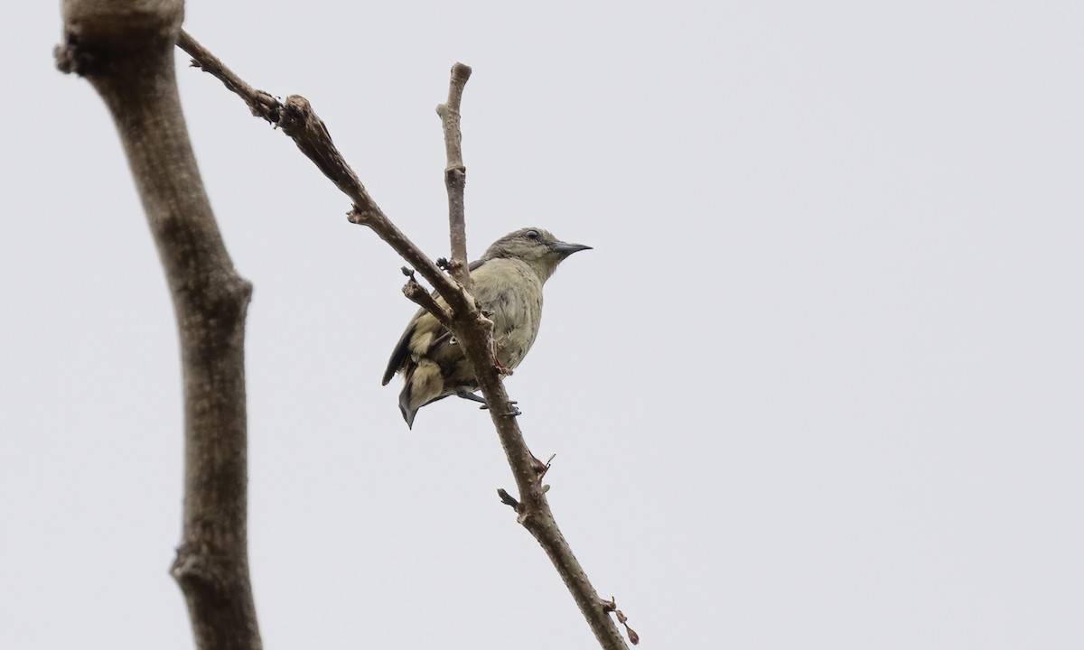 Pygmy Flowerpecker - ML619157782