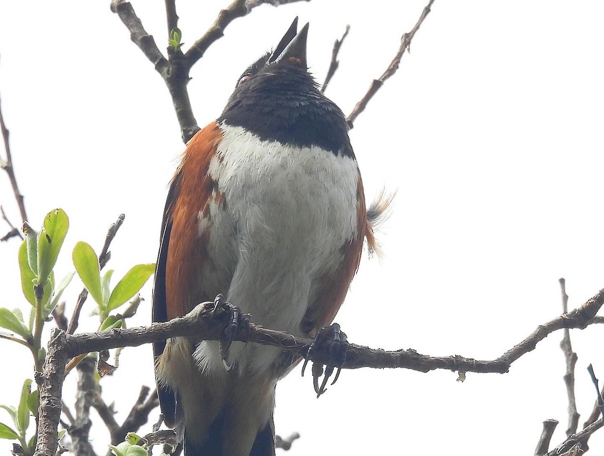 Spotted Towhee - ML619157817