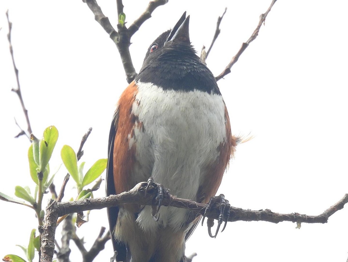 Spotted Towhee - ML619157818
