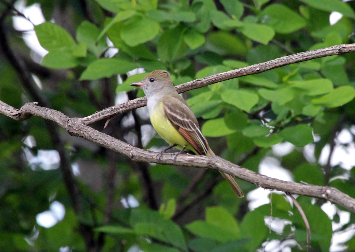 Great Crested Flycatcher - ML619157856