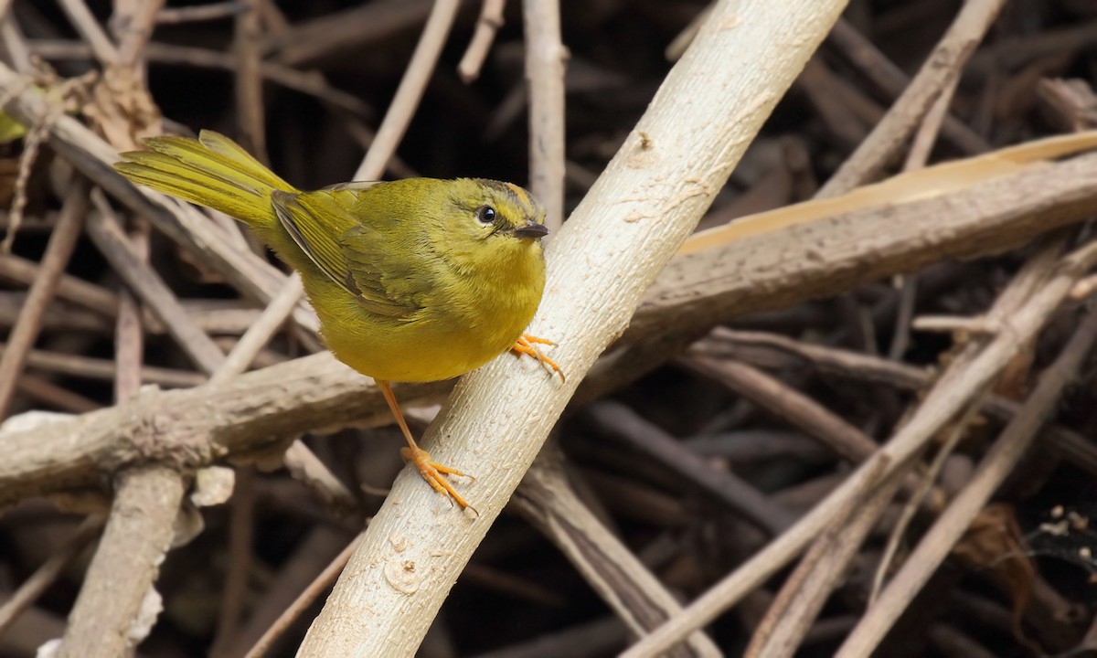 Two-banded Warbler - ML619157861