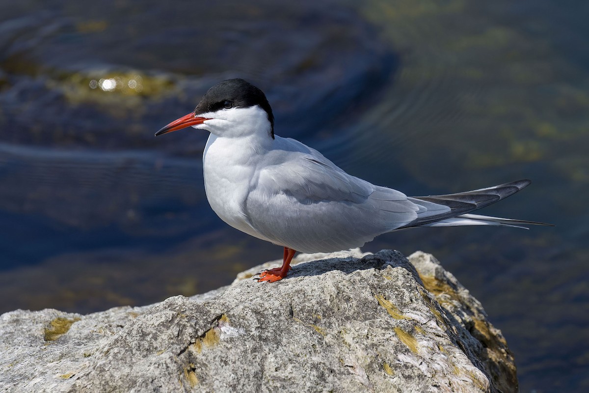 Common Tern - ML619157872