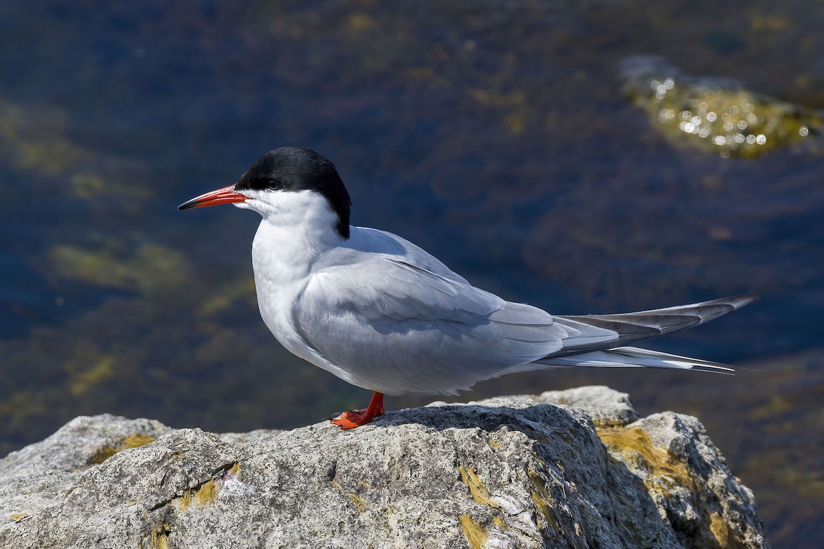Common Tern - ML619157873