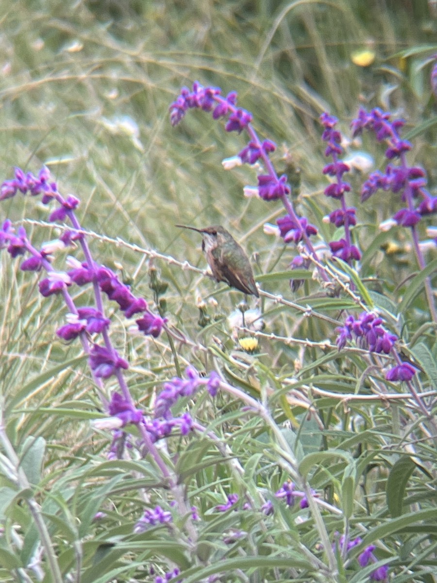 Allen's Hummingbird - ML619157879