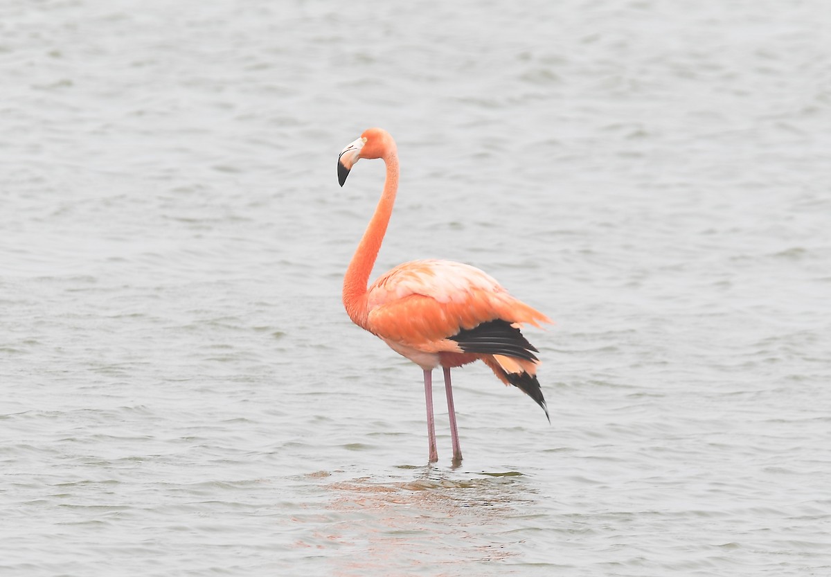 American Flamingo - ML619157891