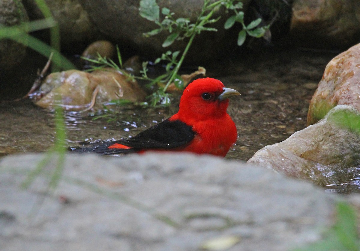 Scarlet Tanager - ML619157934