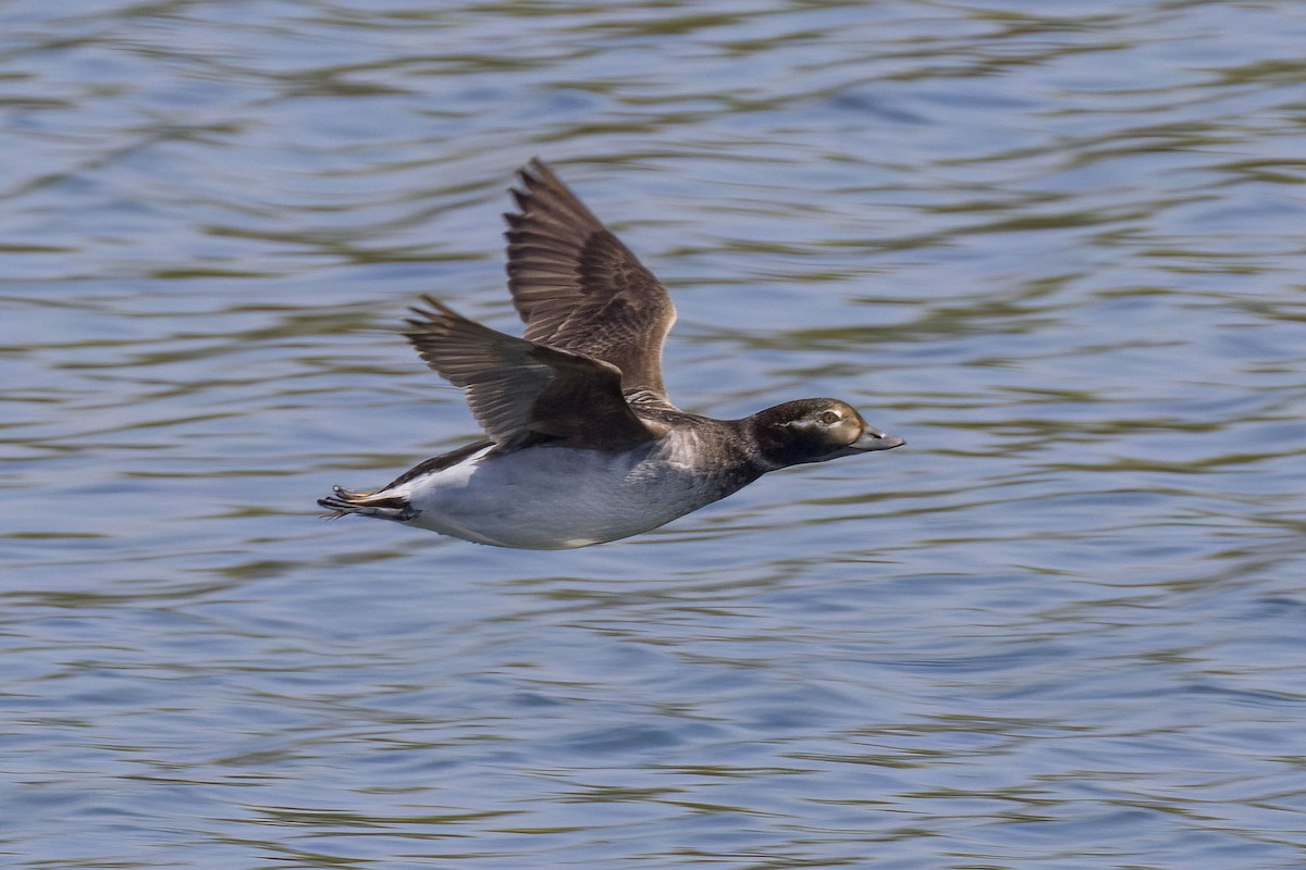 Long-tailed Duck - ML619157948