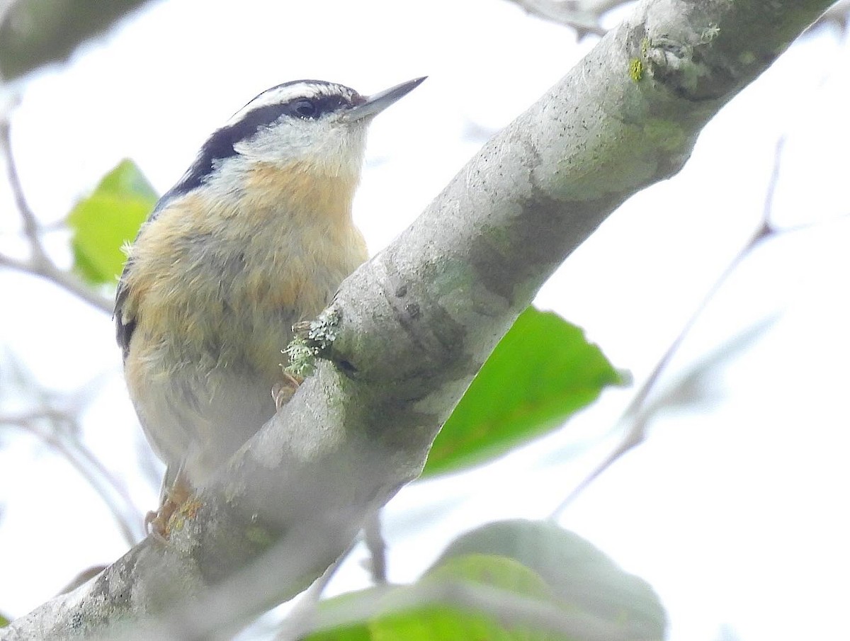 Red-breasted Nuthatch - ML619157962