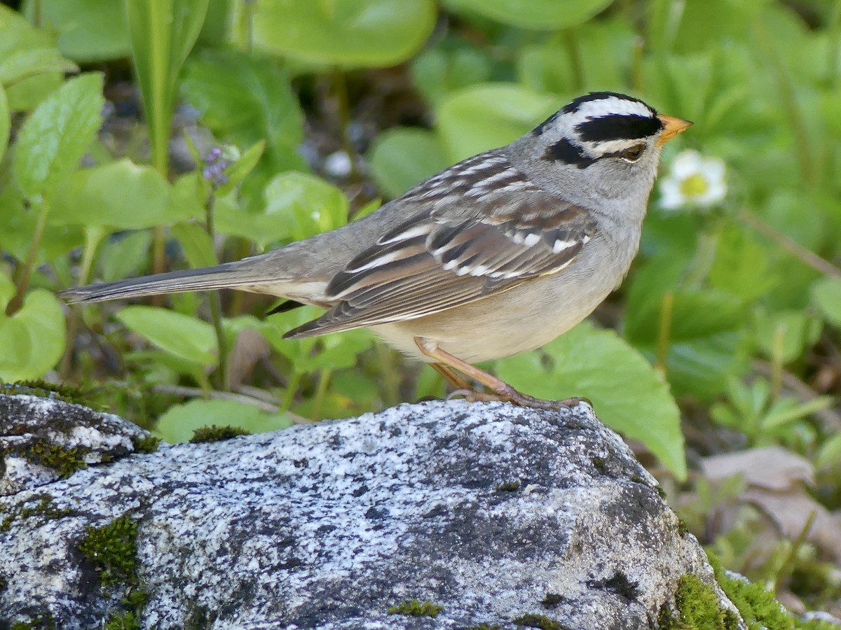 White-crowned Sparrow - ML619157984