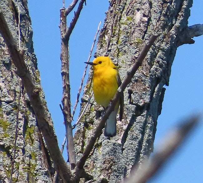 Prothonotary Warbler - ML619158059