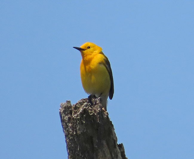 Prothonotary Warbler - ML619158073