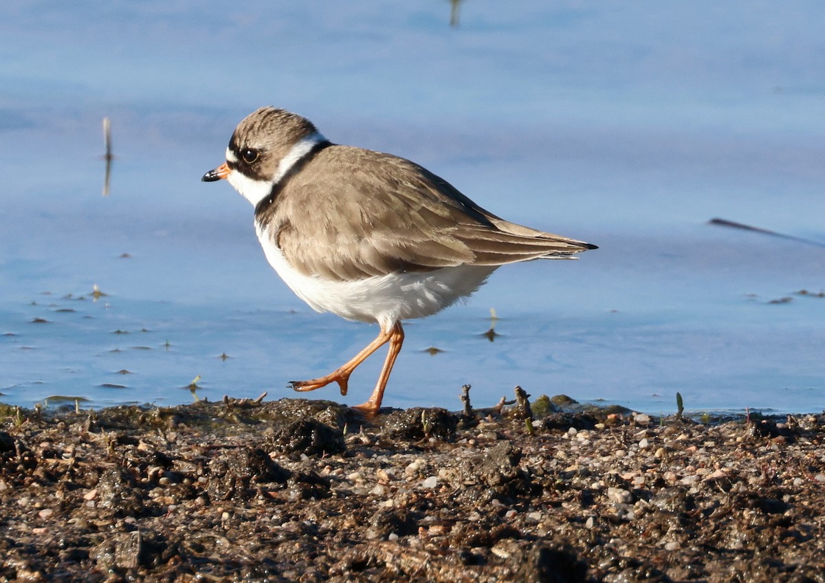 Semipalmated Plover - ML619158104