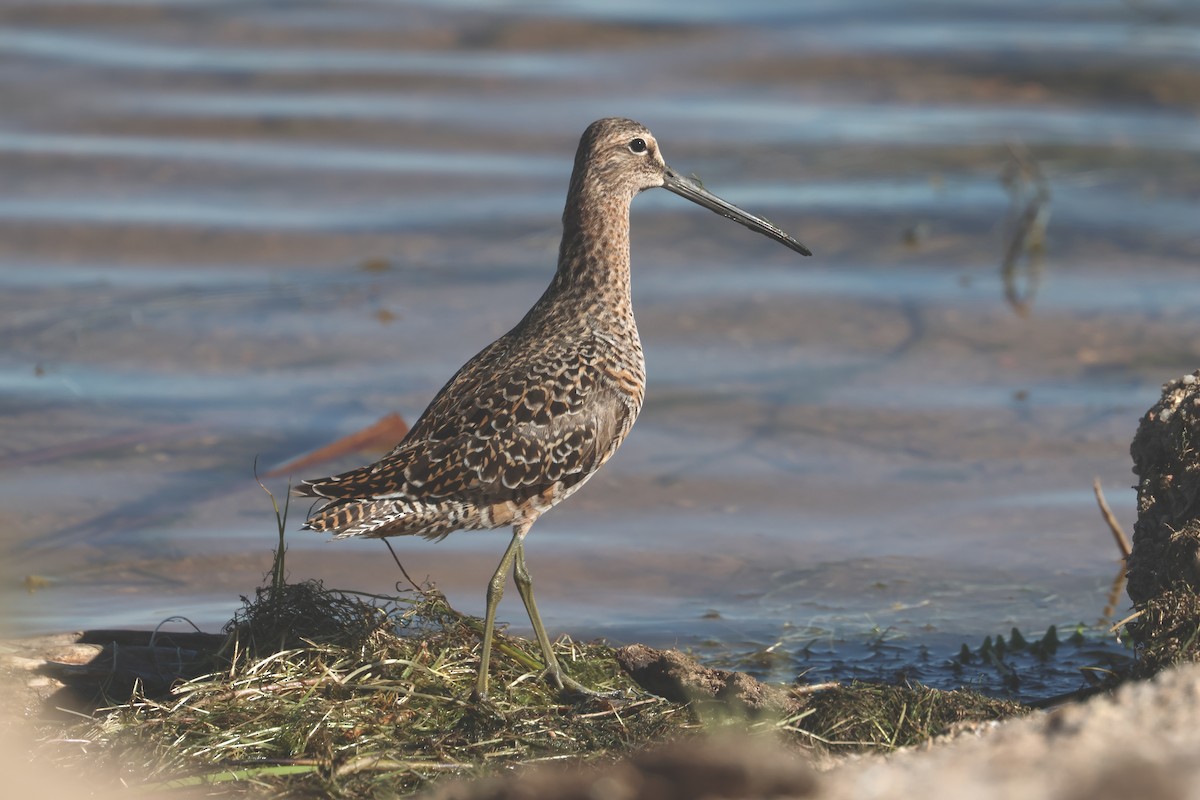Long-billed Dowitcher - ML619158126