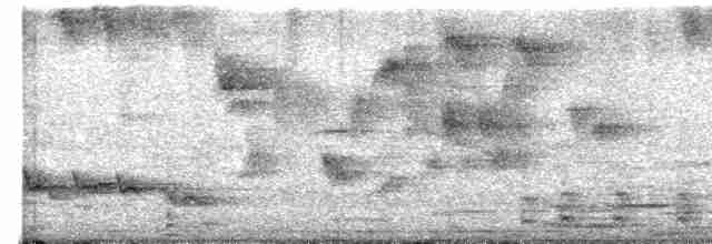 Пересмішник білочеревий - ML619158180