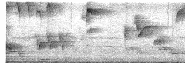Пересмішник білочеревий - ML619158181