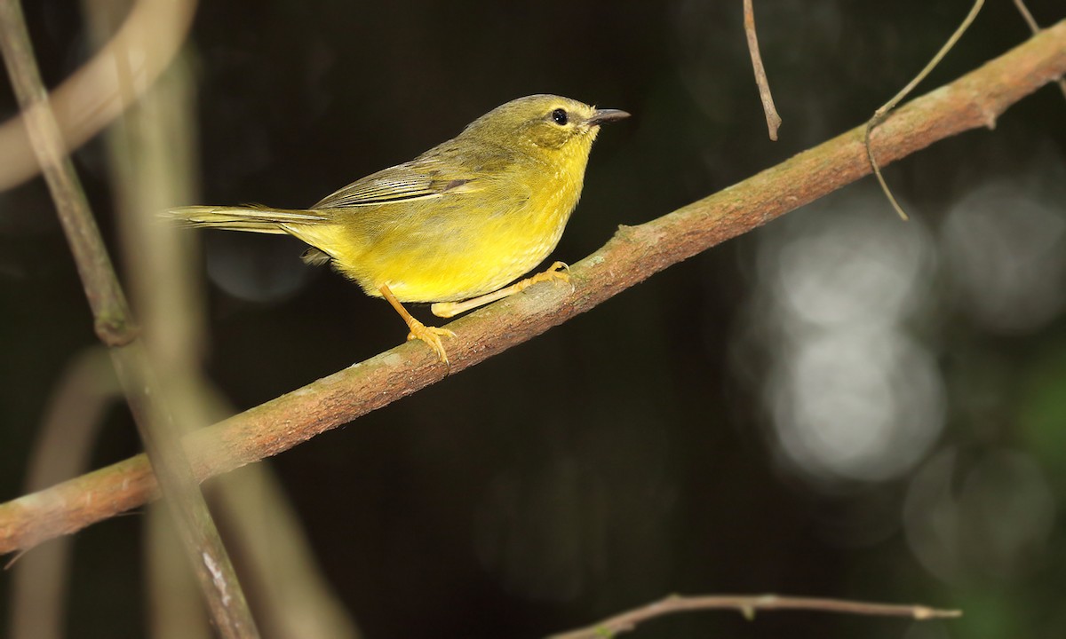 Two-banded Warbler - ML619158257