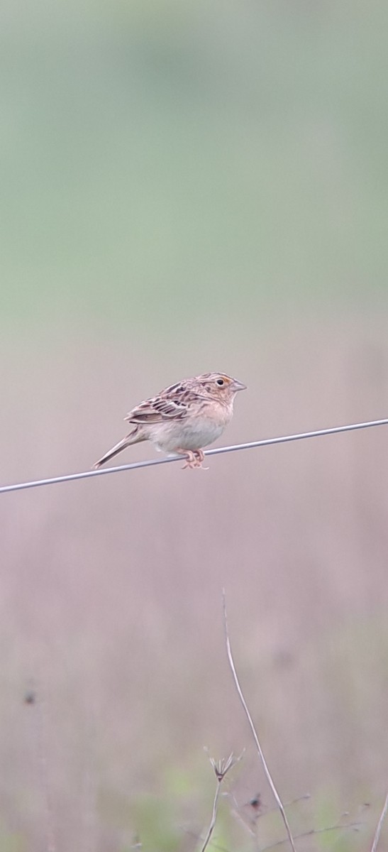 Grasshopper Sparrow - ML619158276