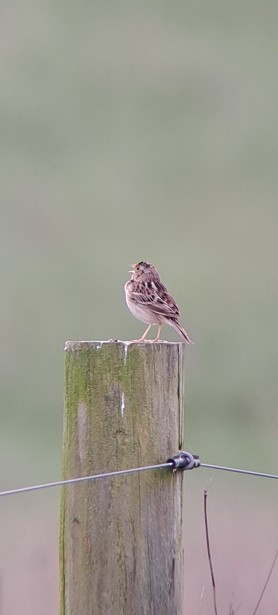 Grasshopper Sparrow - ML619158287