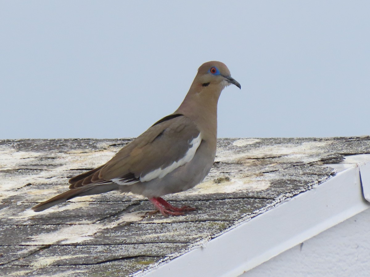 White-winged Dove - ML619158337