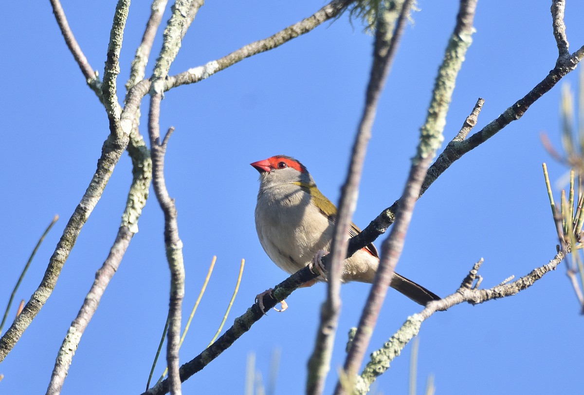 Red-browed Firetail - ML619158394