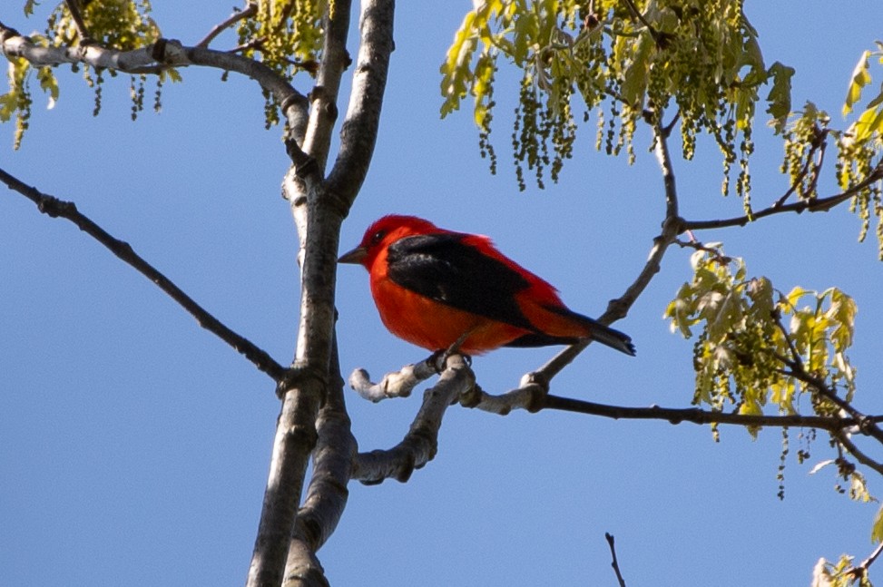 Scarlet Tanager - ML619158395