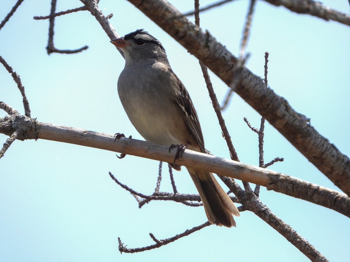 White-crowned Sparrow - ML619158429
