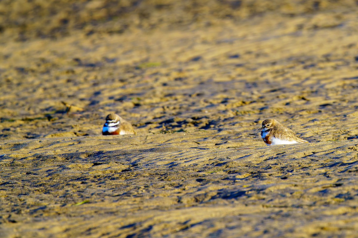 Double-banded Plover - ML619158439