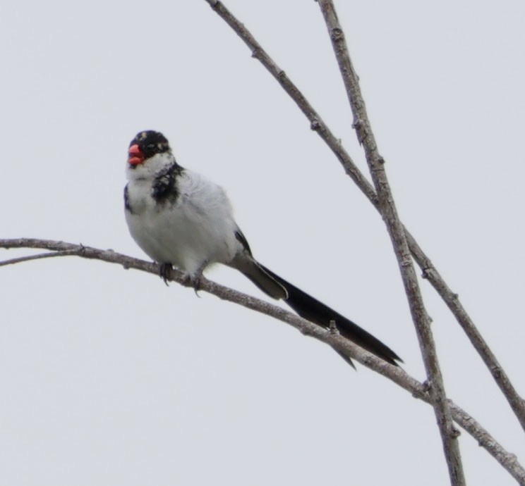 Pin-tailed Whydah - ML619158477