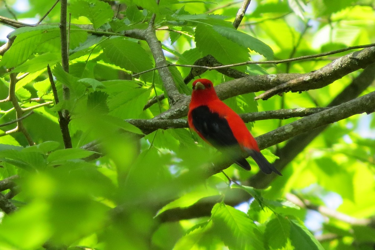 Scarlet Tanager - ML619158504