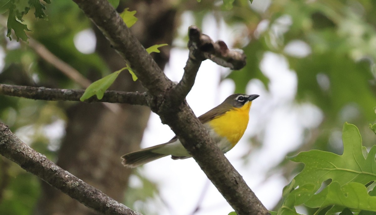 Yellow-breasted Chat - ML619158510