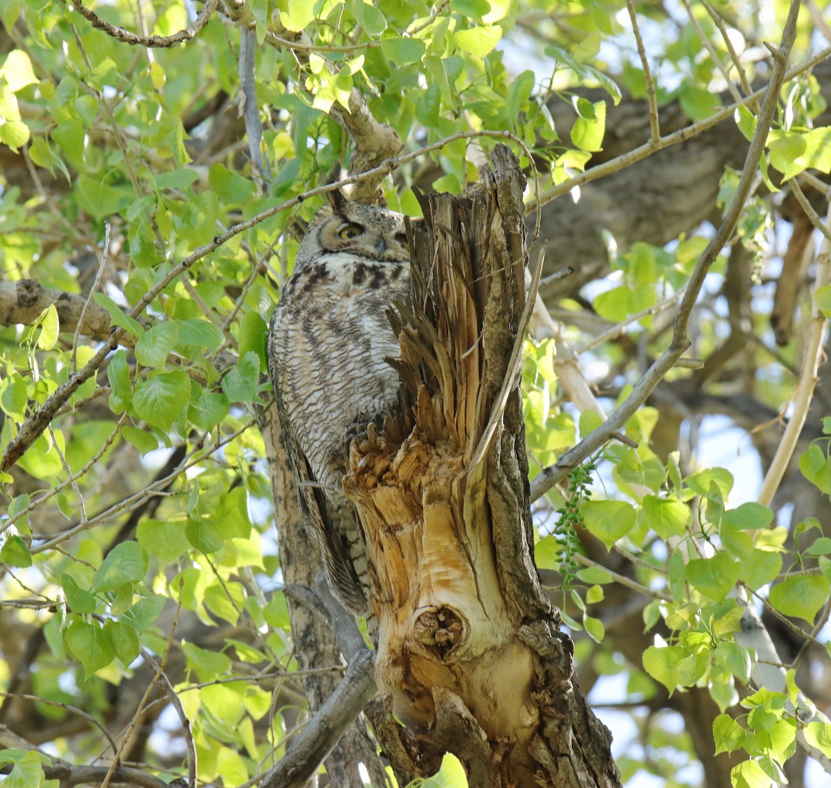 Great Horned Owl - ML619158513