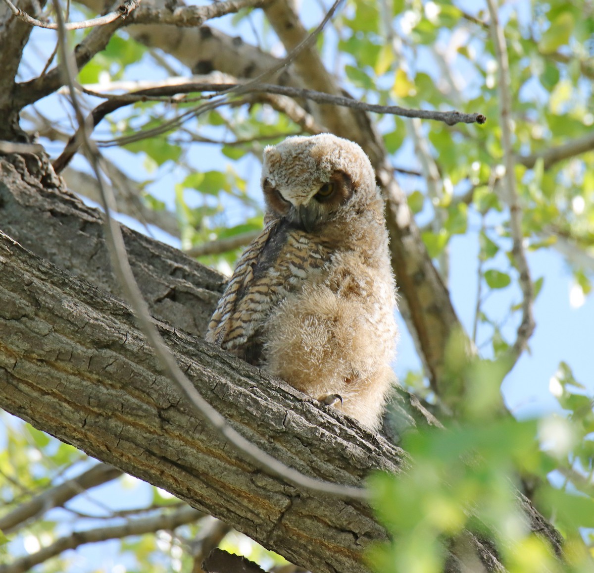 Great Horned Owl - ML619158514
