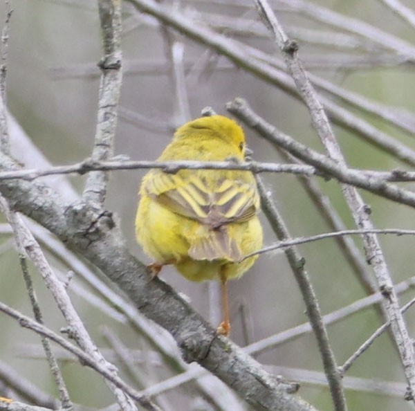 Yellow Warbler - ML619158516