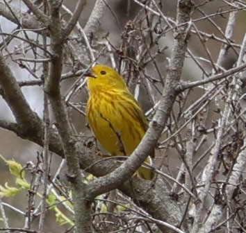 Yellow Warbler - ML619158517