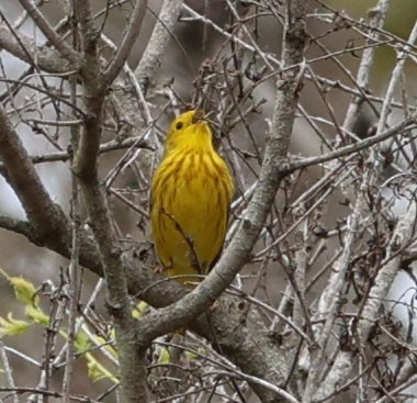 Yellow Warbler - ML619158518